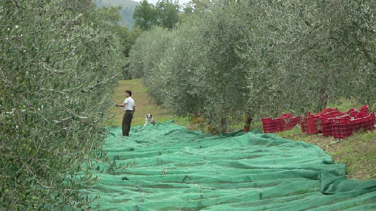 Agriturismo Frallarenza Ficulle Extérieur photo